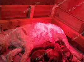 Wheaten terrier pups