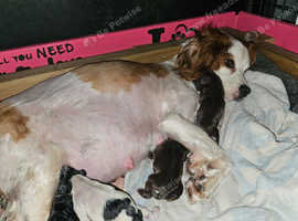 10wk old Cocker Spaniel