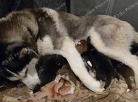 Just left 2 girls 8 Beautiful Husky ready to reserve