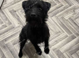 Patterdale terrier for hot sale sale near me