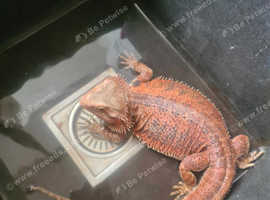 Female bearded dragon