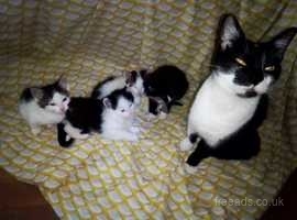 Four stunning NF cross kittens looking for a loving home.