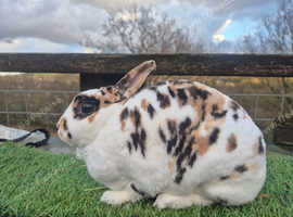 Adult Mini Rex Females