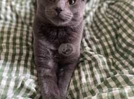 Male Russian blue 7 months old