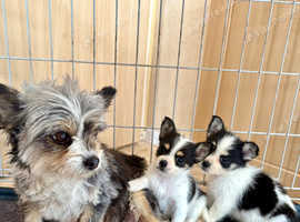 Yorkie rusell puppies