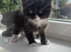 Ragdoll cross Siberian