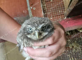 little owls