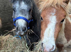 Miniature Shetland ponies, colts, rising 2.