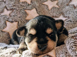 Meet our 4 Miniature Schnauzer purebred girls