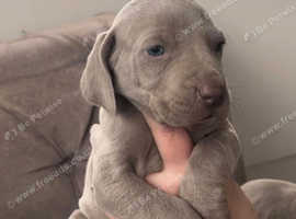 Stunning Weimeraner Puppies Ready to leave 28th