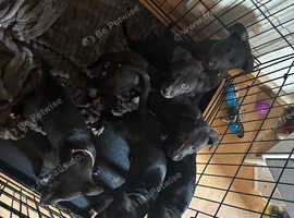 3 male Bull x lurcher pups