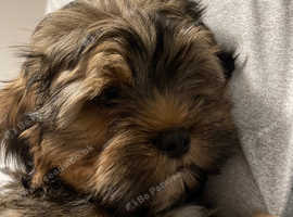 One boy puppy left