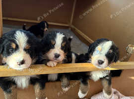 IKC reg Bernese mountain dog pups