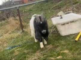 2 pygmy goats
