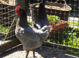 For Sale Point of Lay Pullets