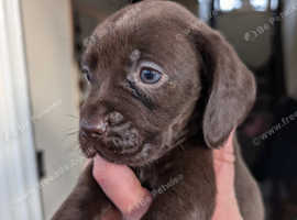 READY NOW * 3 left* spanador puppies