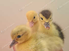 muscovy ducklings