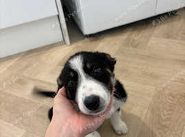 *READY NOW* Australia shepherd puppies