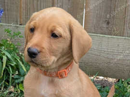Norfolk Labrador puppies