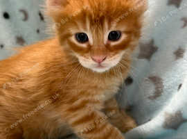 GCCF registered Maine coon kittens