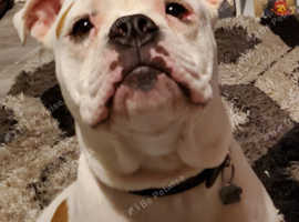 Olde tyme bulldog dog