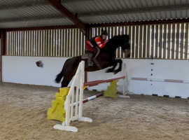 Stunning 16.3 mare bs bd be