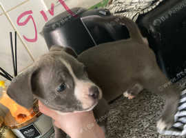Pocket bully puppies READY TO GO!