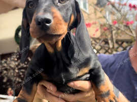 Stunning Dachshund Pups looking for homes