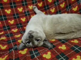 8 month old siamese male for sale