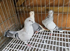Owl pigeons for sale