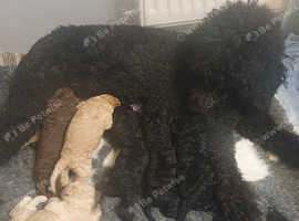 Standard poodle puppys kc registered health tested