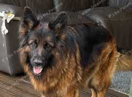 GSD female
