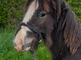 Mini cob colt