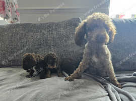 3 gorgeous sproodles