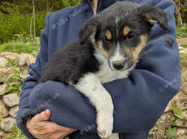 Border collie puppies