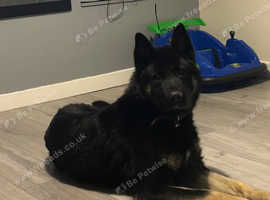 German shepherd cross Akita