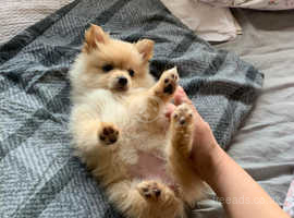 Pomeranian pups looking for new home