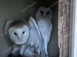 Breeding pair barn owls