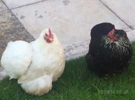 Pekin Bantam Hens