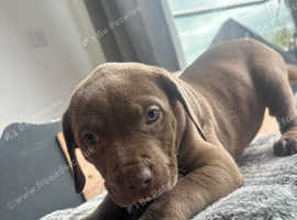 Cane corso puppy rare colours