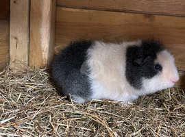 3 Guinea pig males  for sale