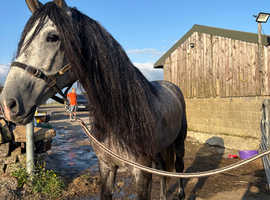 17hh 4 nearly 5 year old for sale