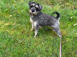 Miniature schnauzer