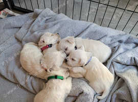 Westiepoos for sale