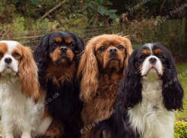 Looking to rehome a cavalier King Charles spaniel