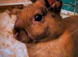 1 year old rabbit for sale