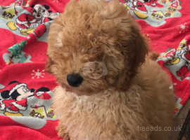 Curly cavapoonchon puppies