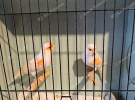 Pair dimorphic canaries 24 year birds