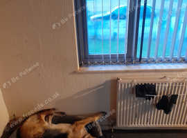 Rehomeing german shepherd ASAP