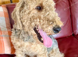 Airedale x poodle
